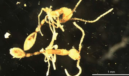 在皮尔巴拉下发现的新蚂蚁物种以伏地魔命名