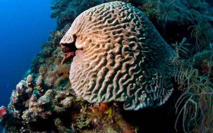 为健康的珊瑚和群落进行多尺度规划