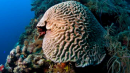 为健康的珊瑚和群落进行多尺度规划