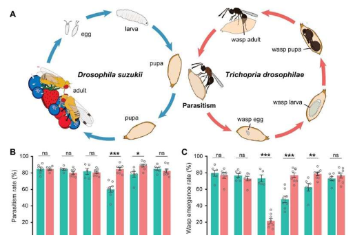 果蝇害虫与寄生黄蜂的进化匹配