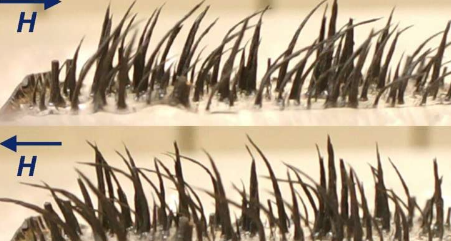 研究人员表明可以教会古老的磁性纤毛新技巧