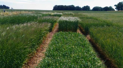 大麦植物通过含糖分泌物微调其根部微生物群落