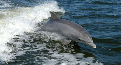 佛罗里达海豚被发现患有高致病性禽流感
