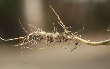 研究表明放射性铯污染土壤中的根系生长得到改善