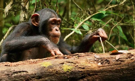 黑猩猩即使在成年后也能学习和提高工具使用技能